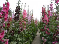 學甲蜀葵花海<br/> 攝影：三井