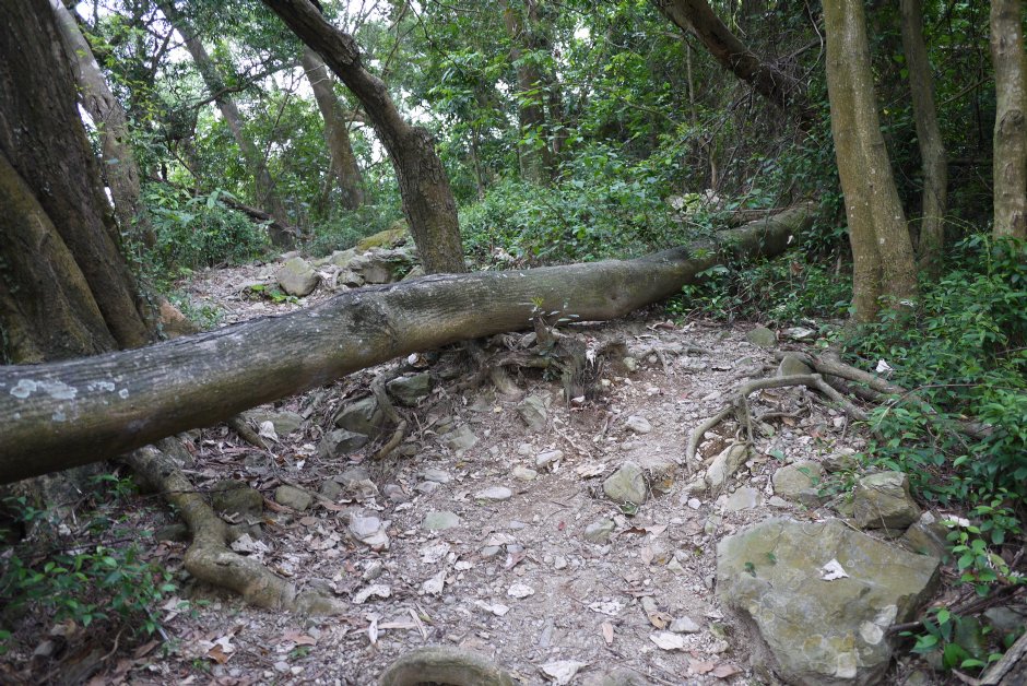 尾寮山步道 攝影：旅遊王攝影組