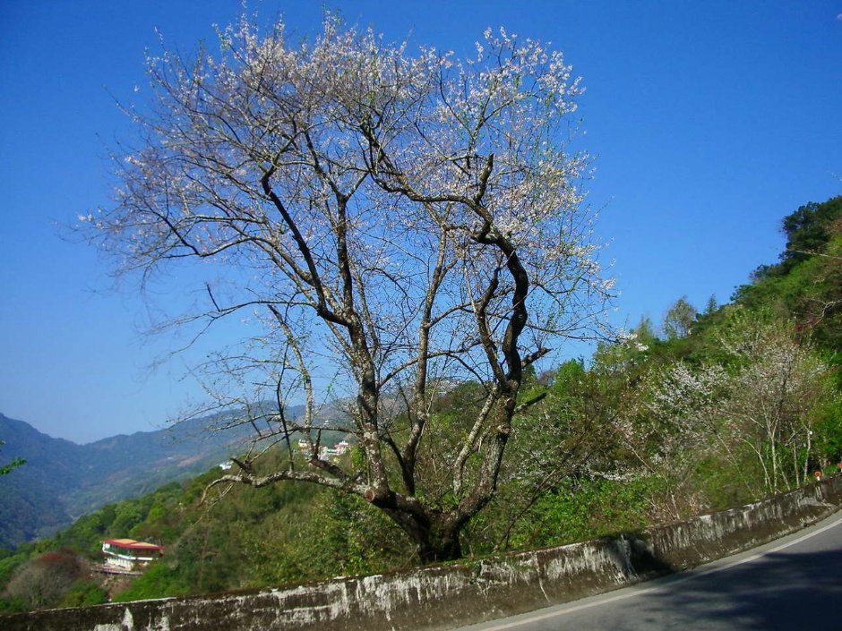 霧社山櫻花 攝影：老山羊部落格