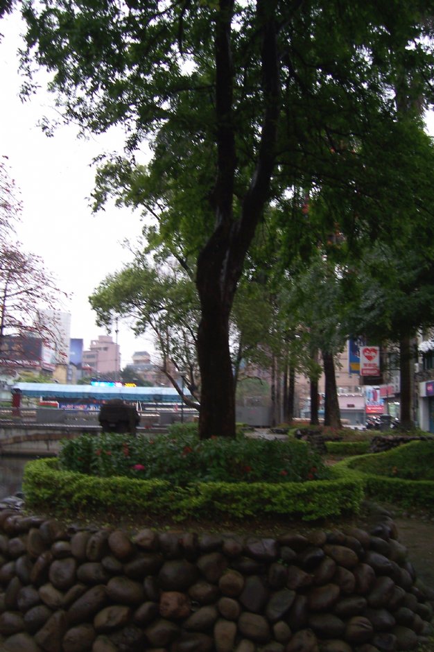 路旁樹木 攝影：林夢真
