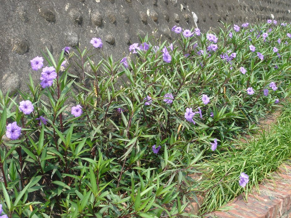 路邊的牽牛花 攝影：鄭惠文