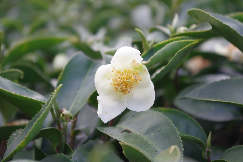 草坪頭玉山觀光茶園 攝影：Eva隨手拍
