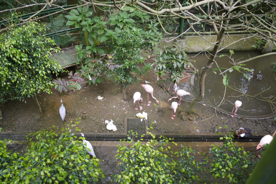 鳳凰谷渉禽園 攝影：三井