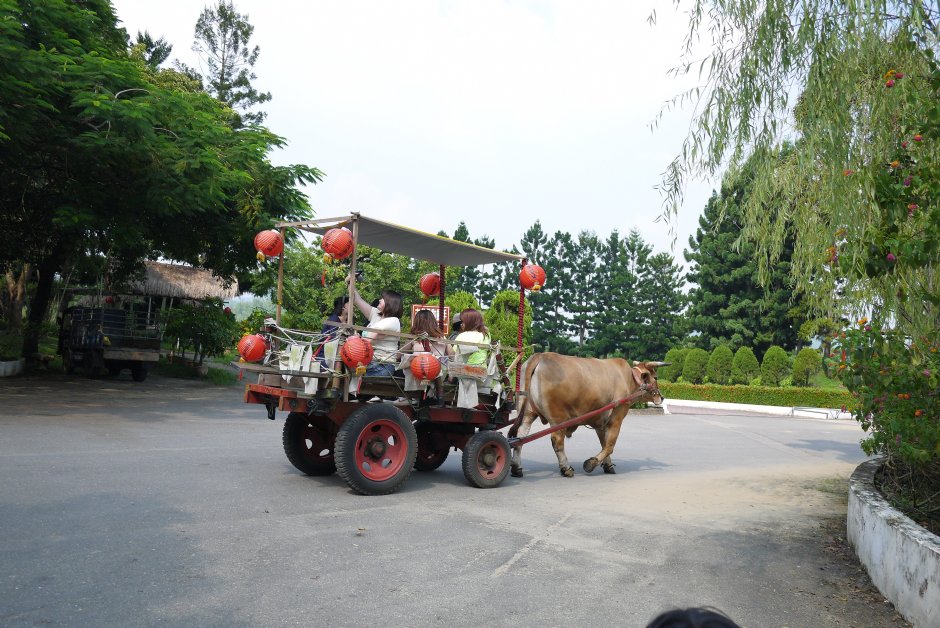 走馬瀨農場牛車體驗 攝影：三井