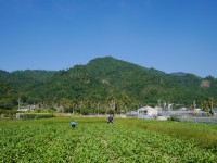 美濃月光山白玉蘿蔔園<br/> 攝影：旅遊王攝影組