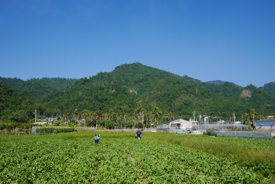 美濃月光山白玉蘿蔔園 攝影：旅遊王攝影組