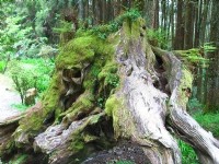 象鼻木<br/> 攝影：老山羊資訊網