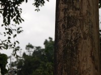 全國剩不到五支的日式二戰電線桿<br/> 攝影：三才靈芝礦石有機生態休閒農場