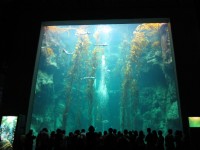 世界水域館巨藻缸<br/> 攝影：國立海洋生物博物館