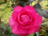 茶花莊<br/> 攝影：Lu