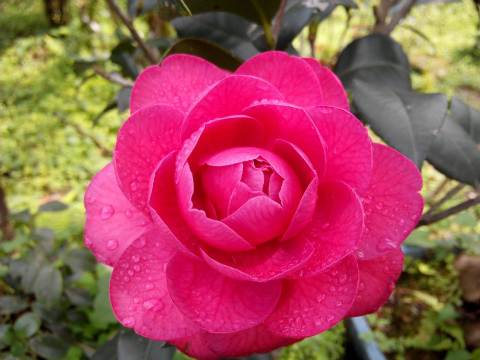 茶花莊 攝影：Lu