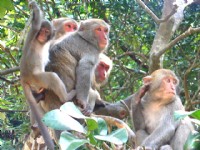郭叔叔野生獼猴園(大坑獼猴區)
