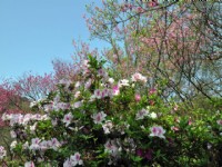 2010陽明山櫻花季<br/> 攝影：amo