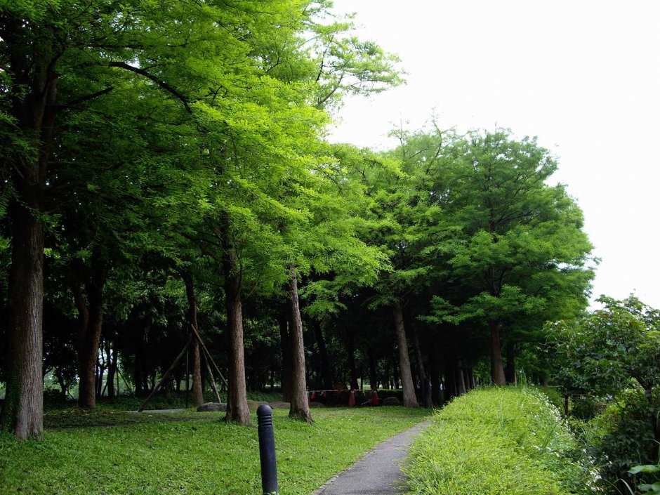 青翠綿延綠林 攝影：老山羊部落格
