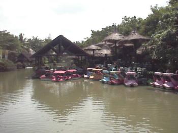 賽福瑞野生動物園-天鵝船