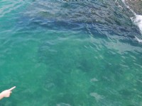 201408乾淨灣岸到處都有小魚洄游<br/> 攝影：三個井