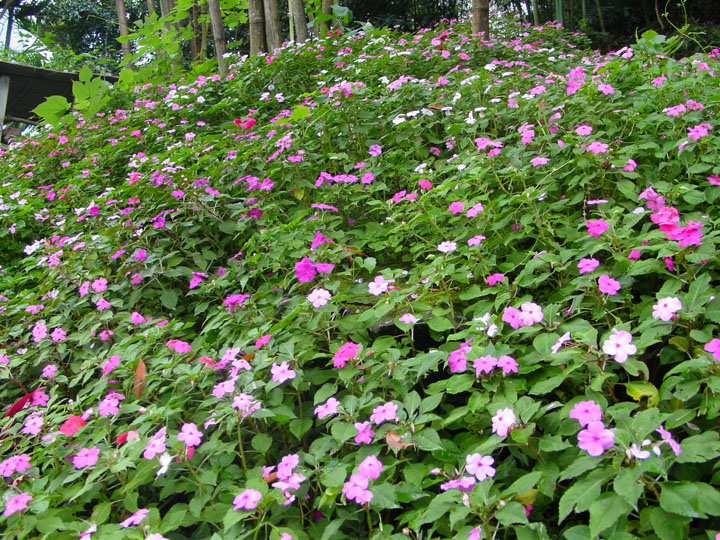 鳳仙花景 攝影：陳銘祥
