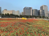 美堤河濱公園(2021年花海)<br/> 攝影：Eva隨手拍