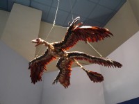 中國龍鳥模型<br/> 攝影：三井