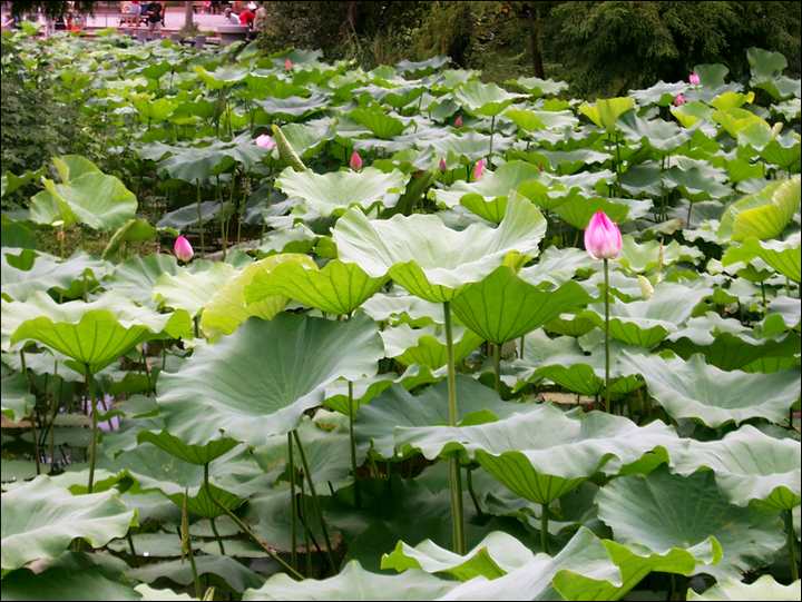 荷花池 攝影：Eva隨手拍