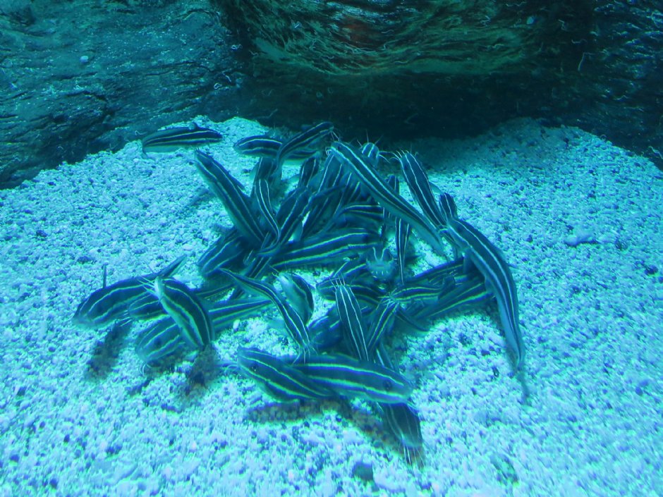 澎湖水族館生態 攝影：澎湖水族館