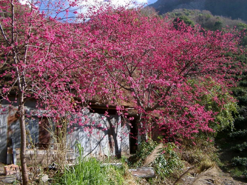 櫻花盛開 攝影：老山羊部落格