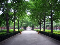 綠色隧道的園區<br/> 攝影：方盛文
