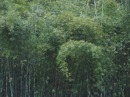 蜀南竹海-01 攝影：四川旅遊信息網