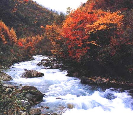 秋日正瀟灑 攝影：四川旅遊信息網