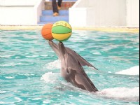 海豚籃球秀<br/> 攝影：野柳海洋世界