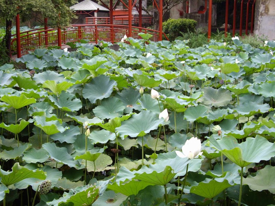 蘇州庭園長滿蓮花 攝影：老山羊部落格