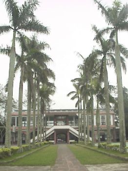 椰子樹大道 攝影：郭香妙