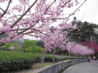 草坪頭玉山觀光茶園<br/> 攝影：Eva隨手拍