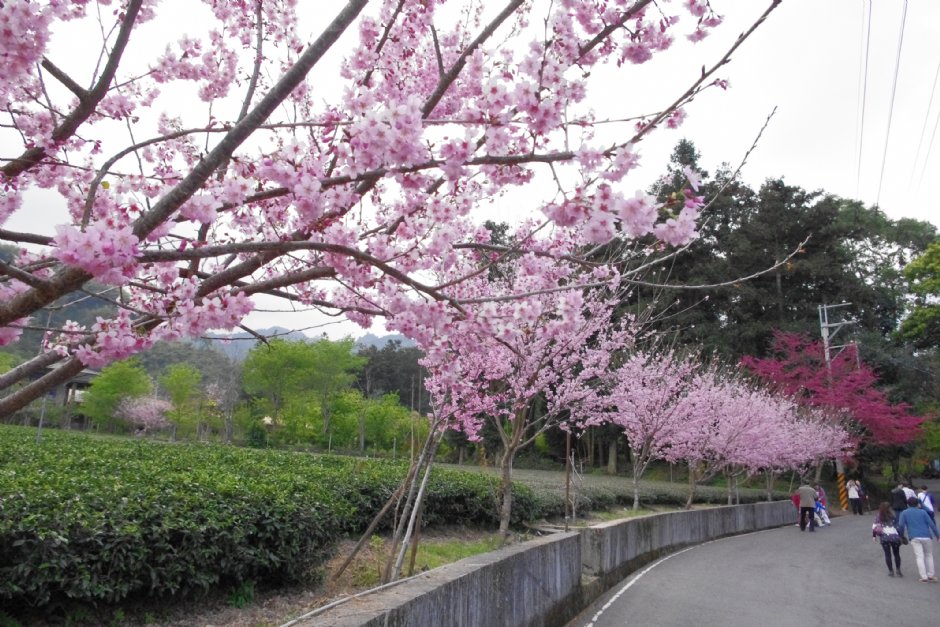 草坪頭玉山觀光茶園 攝影：Eva隨手拍