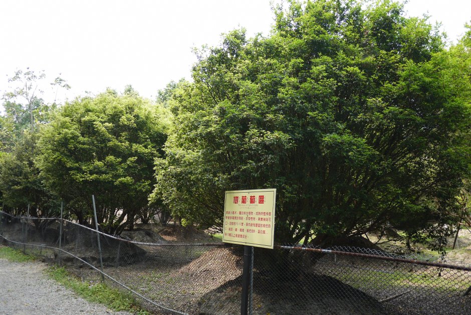 南元花園休閒農場樹葡萄區 攝影：三井