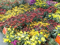 黃、紅、紫色菊花<br/> 攝影：鄭瑄頤