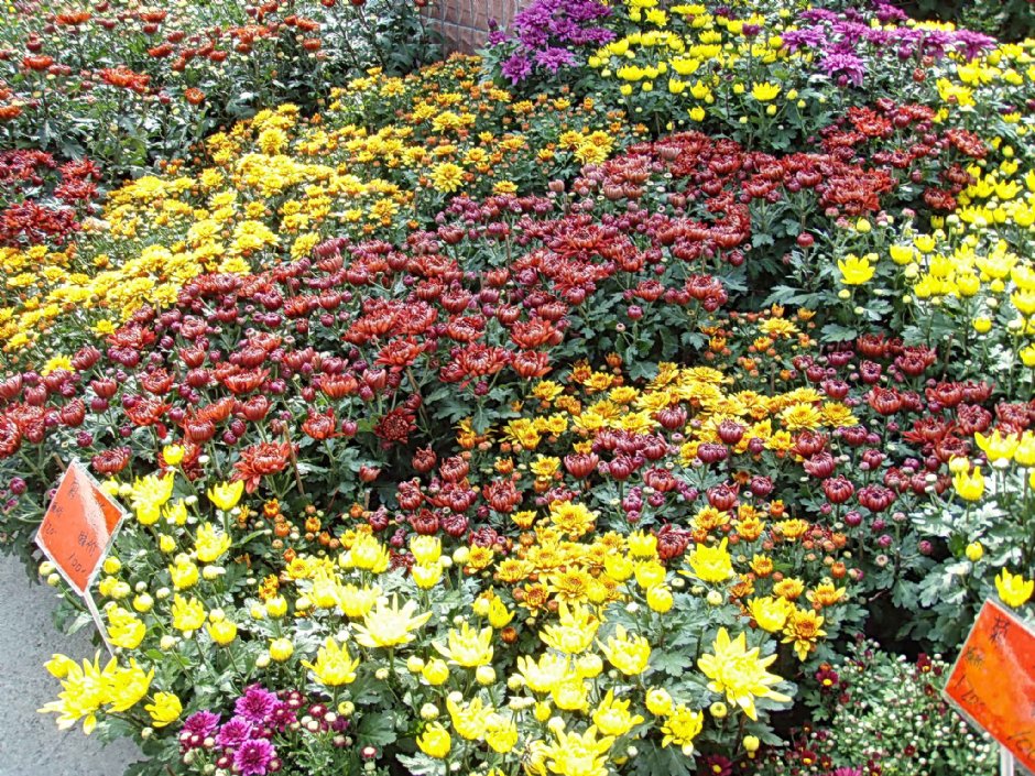 黃、紅、紫色菊花 攝影：鄭瑄頤
