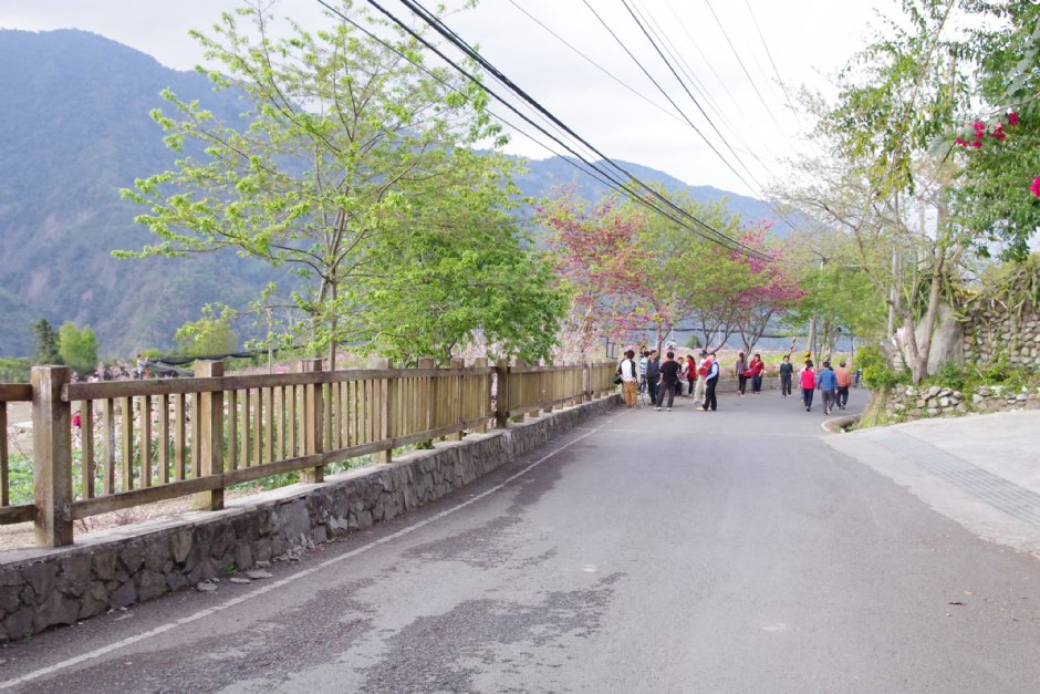 草坪頭玉山觀光茶園 攝影：Eva隨手拍