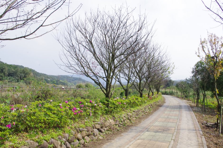 大坑溪三生步道 攝影：Eva隨手拍