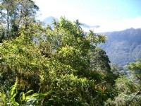 綠樹與群山一景<br/> 攝影：老山羊資訊網