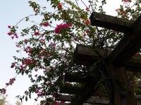 福林公園<br/> 攝影：amo