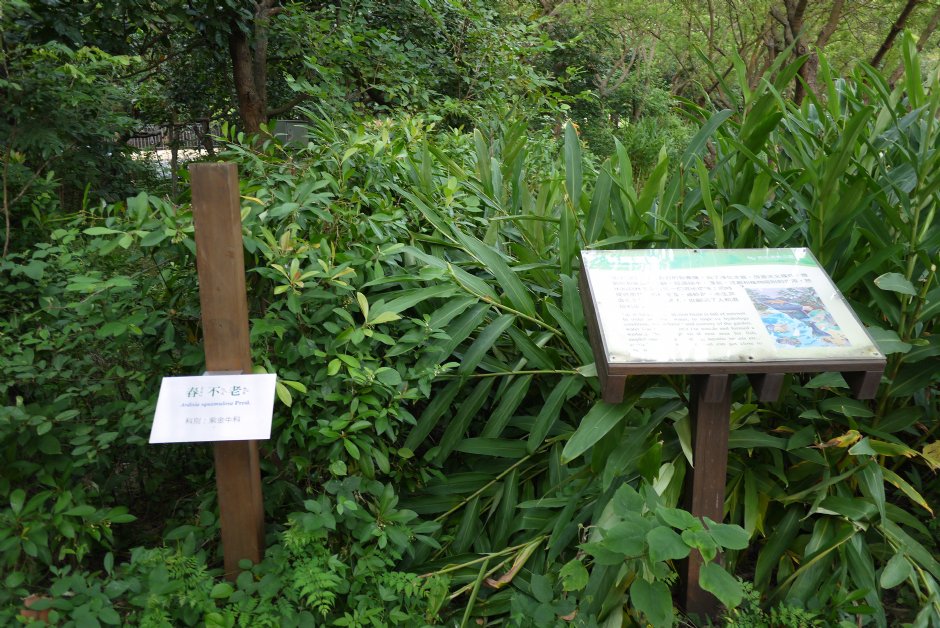 鳥松濕地公園 攝影：三井