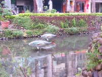 魚的造景<br/> 攝影：林夢真