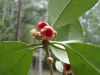 小紅花<br/> 攝影：老山羊