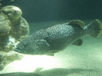 澎湖水族館生態<br/> 攝影：澎湖水族館