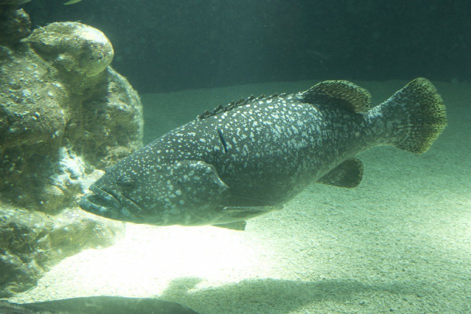 澎湖水族館生態 攝影：澎湖水族館