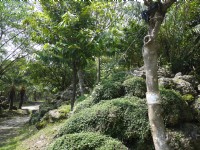 原生植物園<br/> 攝影：三井