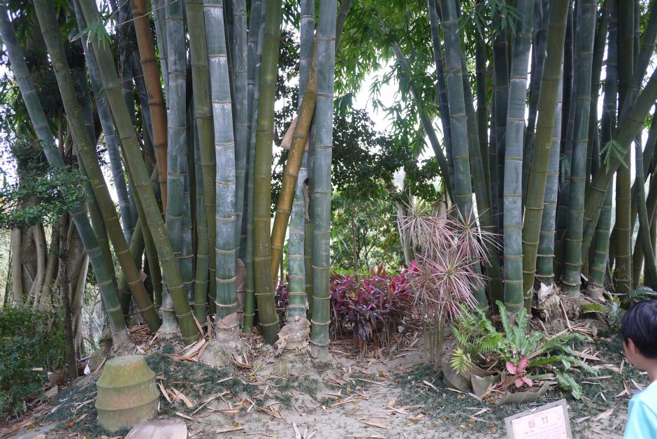 南元花園休閒農場巨竹 攝影：三井