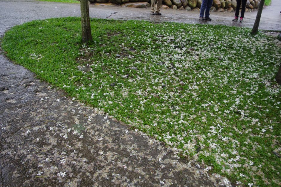 桐花樂活公園 攝影：Eva隨手拍