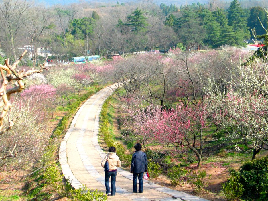 南京梅花山 攝影：馮順